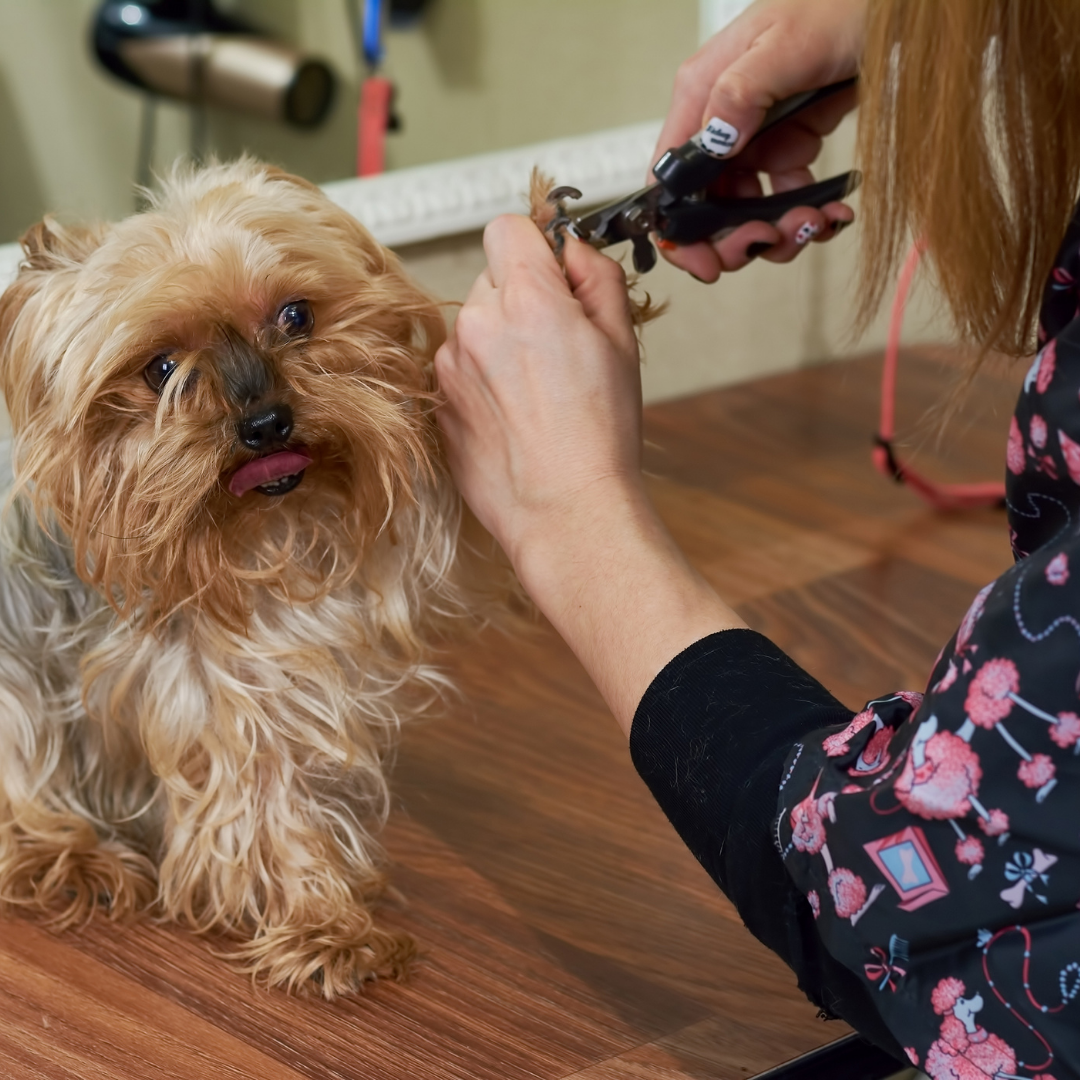 The Best New Tech for Dog Owners in 2021