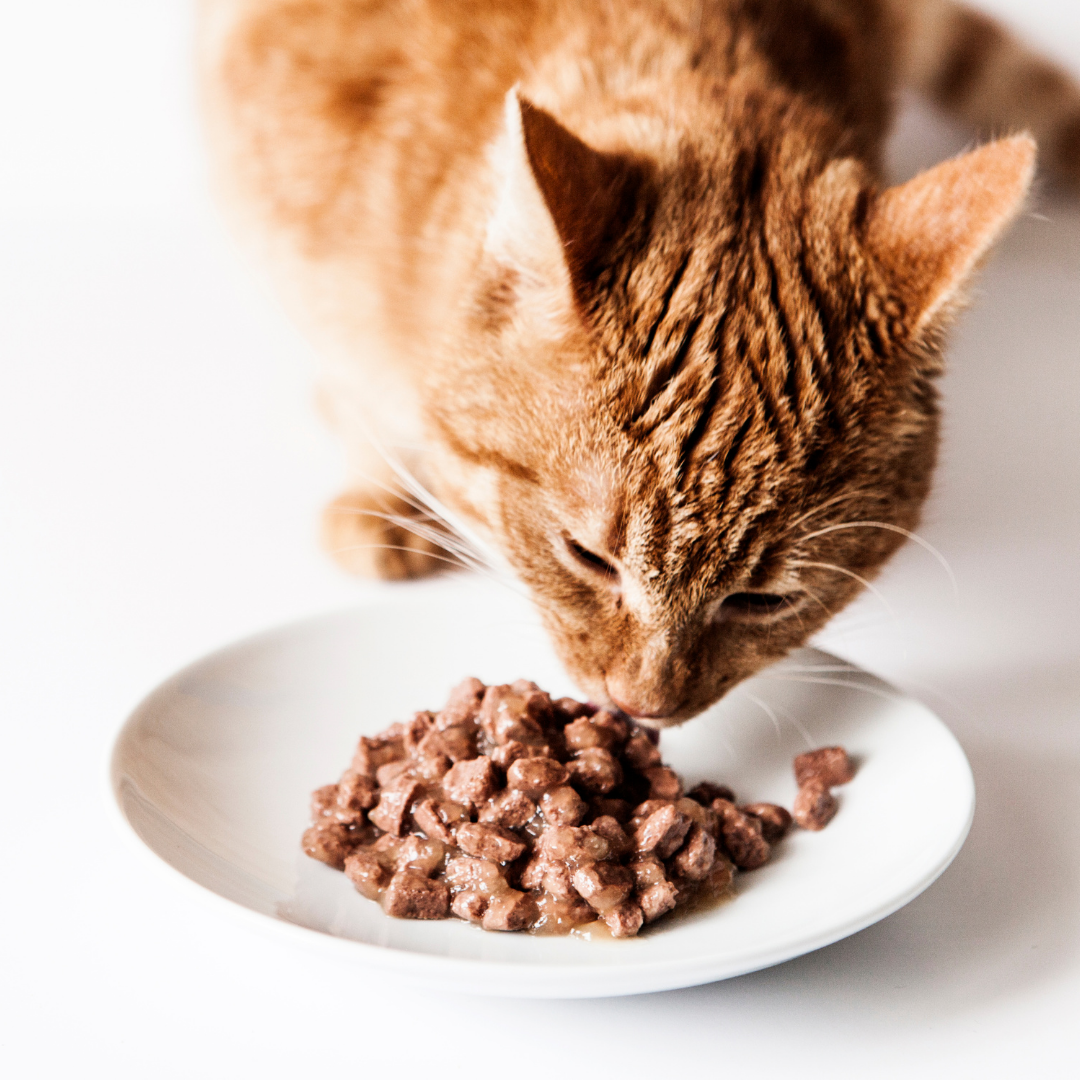 4 Pet Food Options to Discuss with Your Vet Before You Try