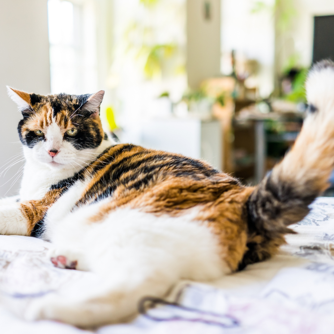 Animal Behavior and What You Need to Know
