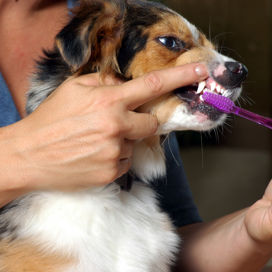 Brushing Your Pooch’s Teeth: How to Do It