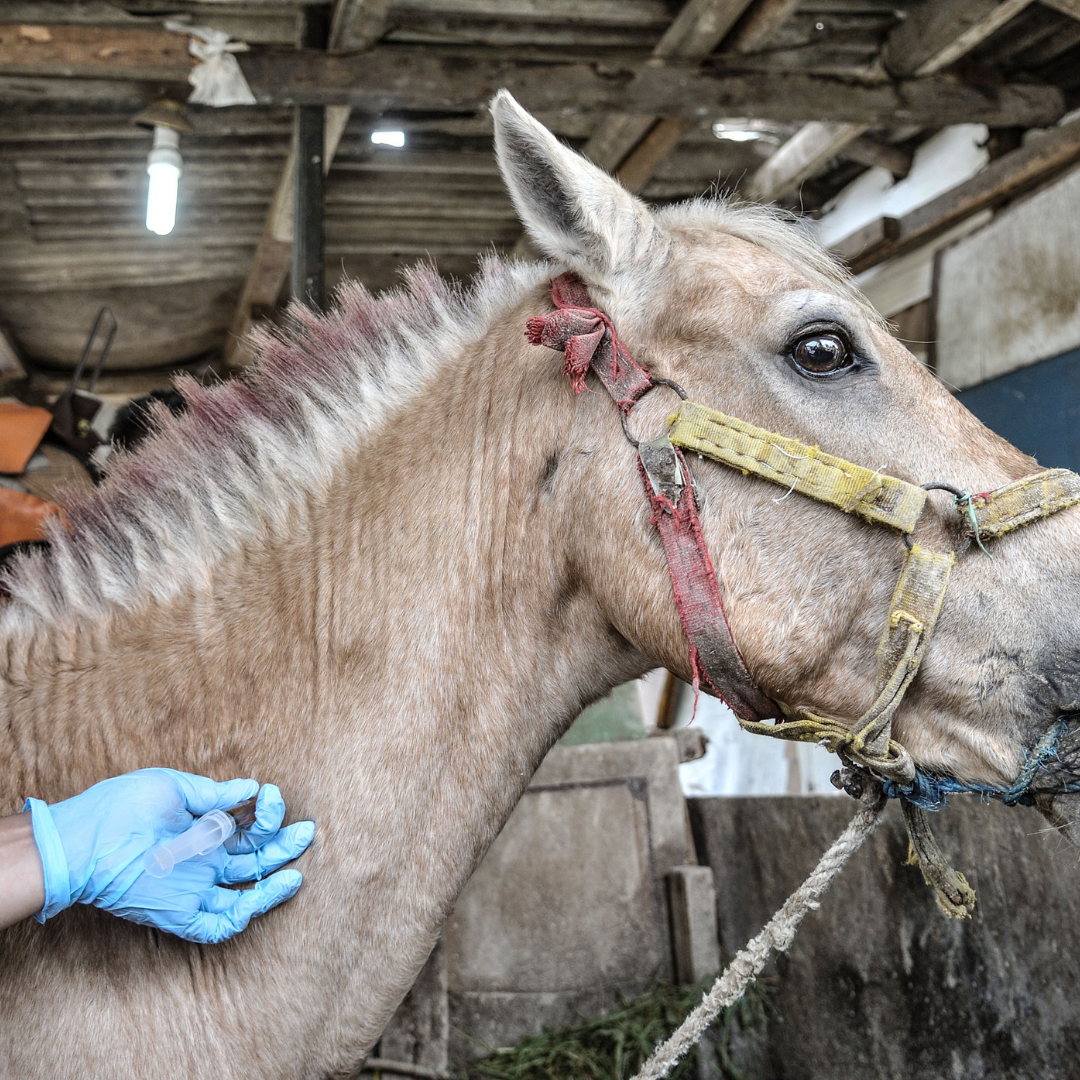 Checking All Is Well before Winter: Health for Horses
