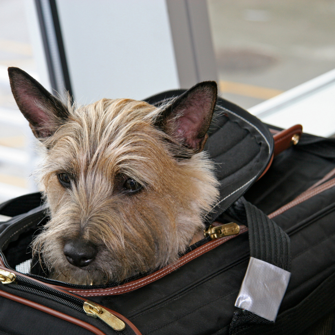 Traveling With Your Pet