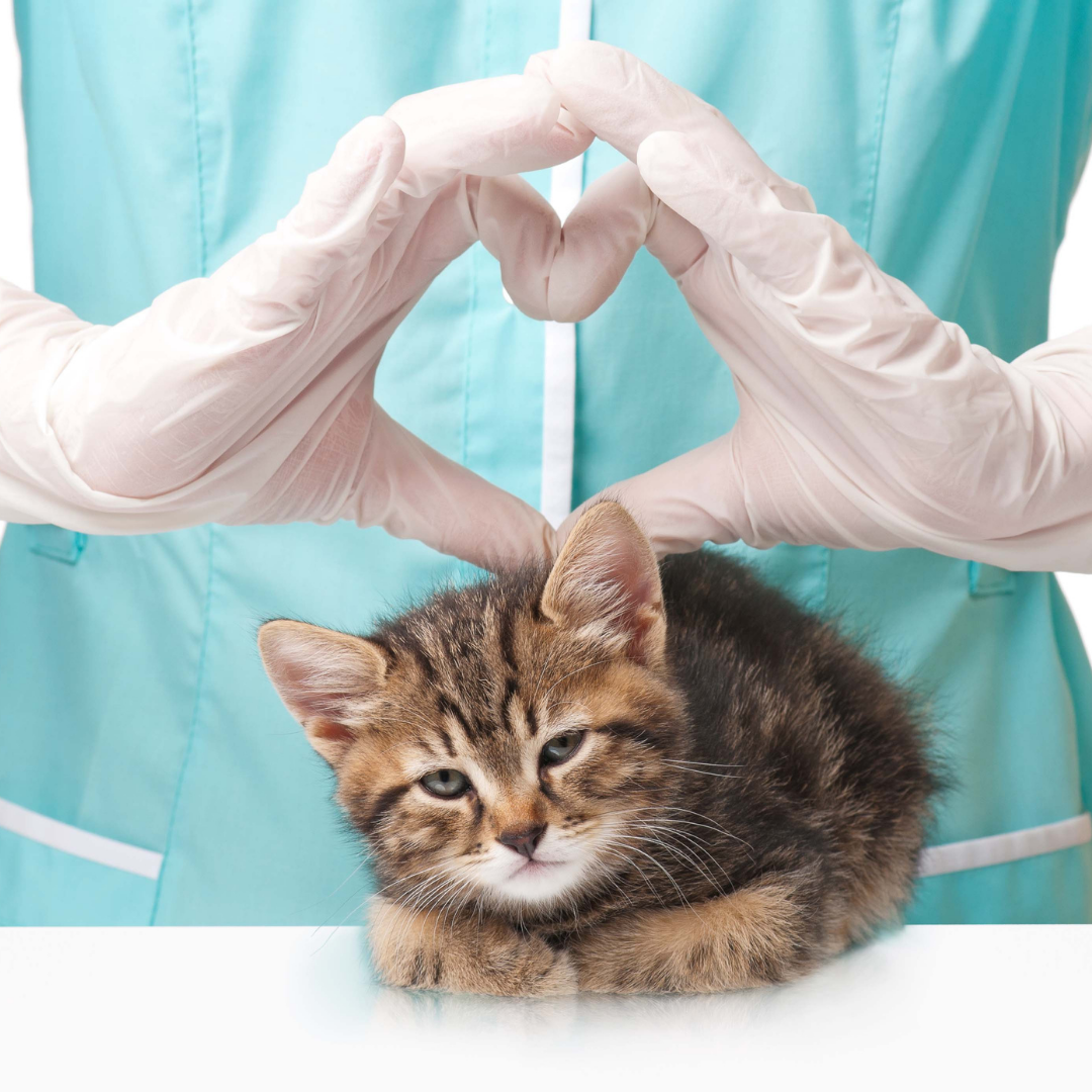 What Should You Look for In a Pet Insurance Plan?