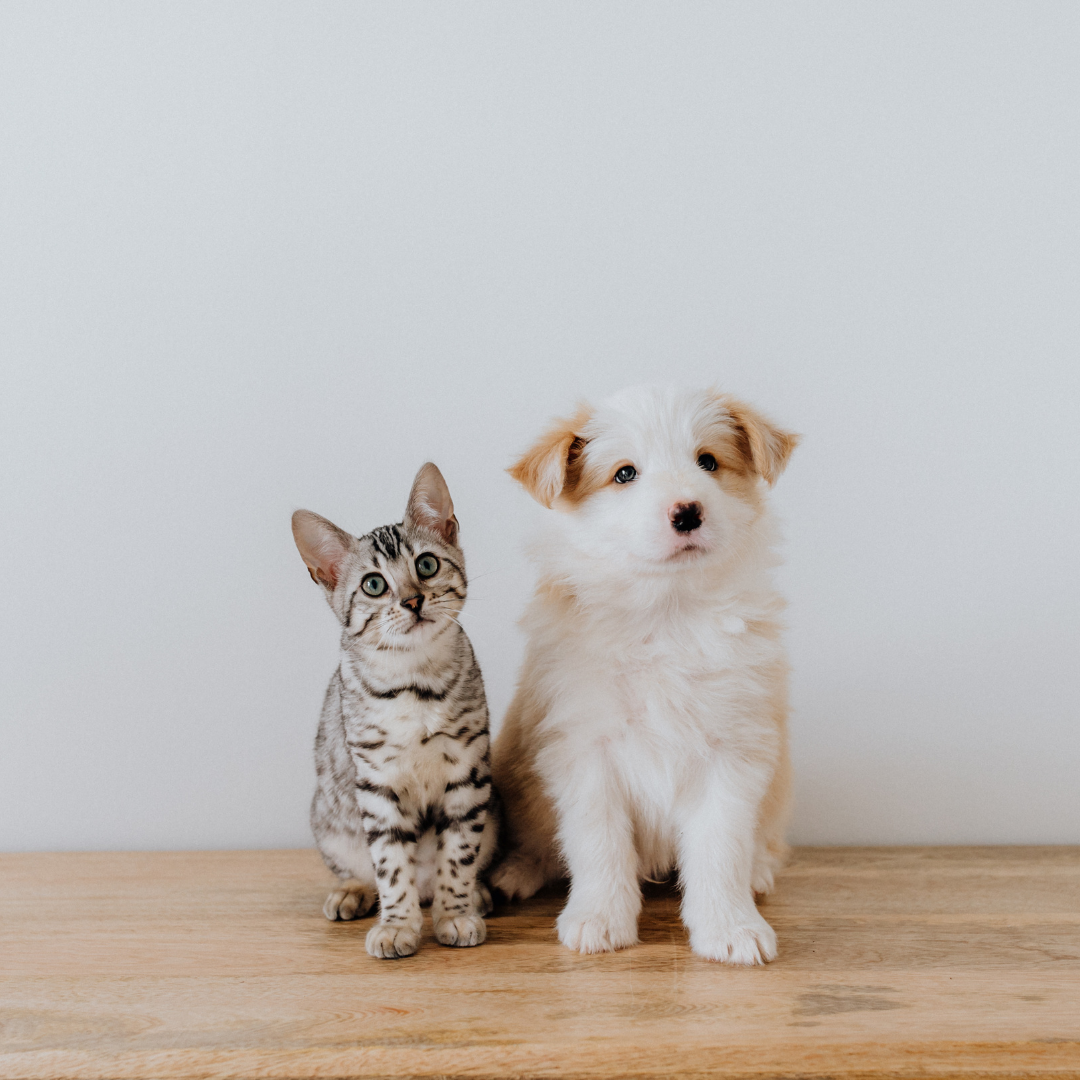 Why Cats and Dogs Are So Different