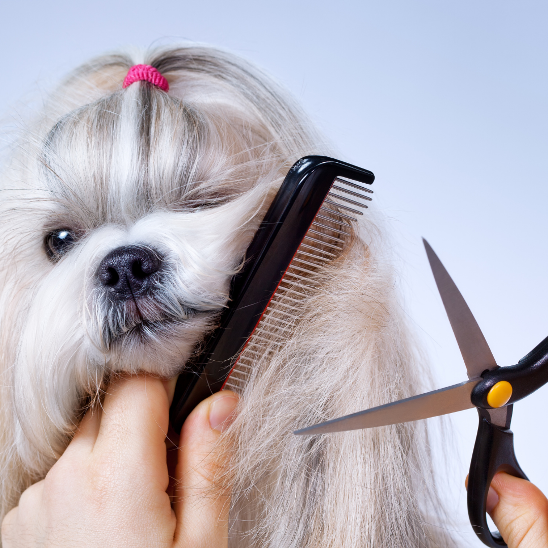 Dog Grooming: The Do’s and Don’ts