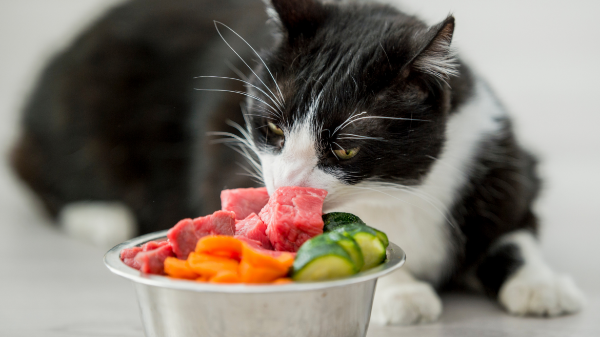 Is A Raw Diet Good For Cats?
