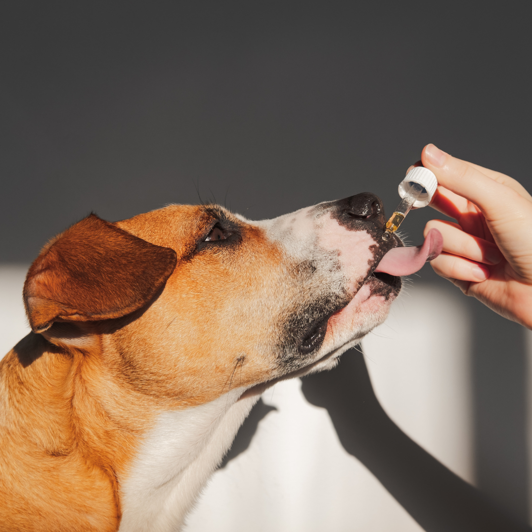 How to Choose the Best CBD Products for Your Dog