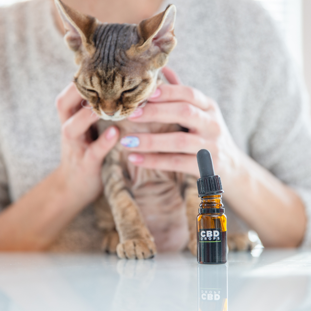 Pros and Cons of Giving Your Pet CBD
