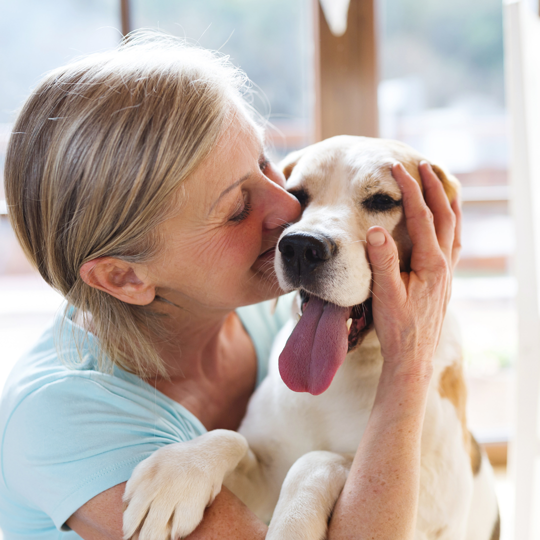 How to Take Care of a Senior Dog