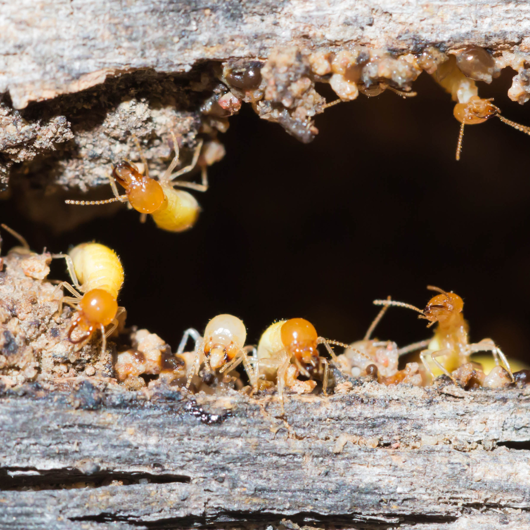 Things You Should Know About Termite Control