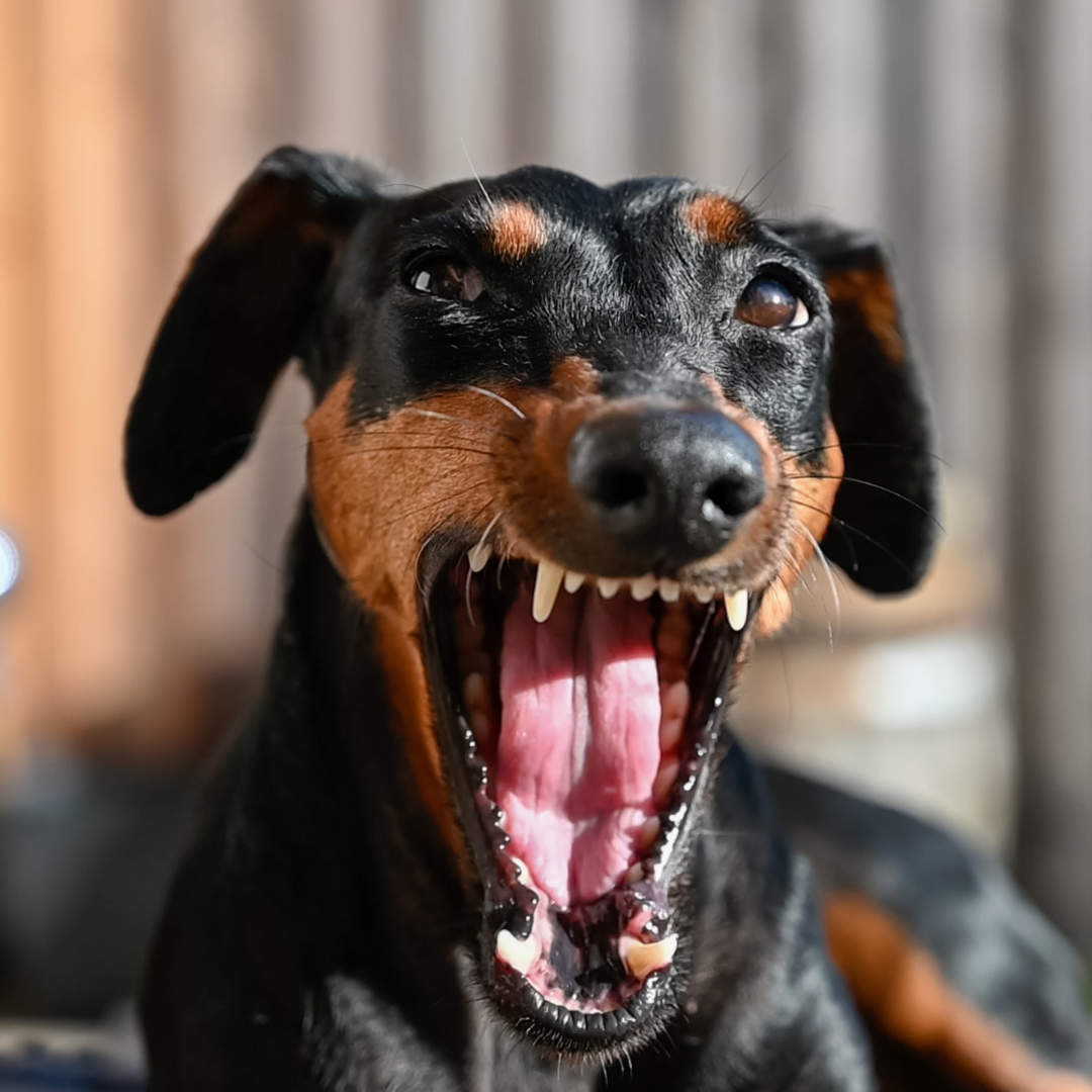Tips for Aggressive Dog Training