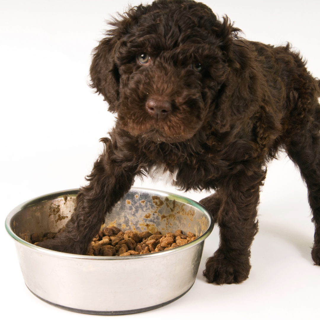 What Foods Should You Avoid Giving to Your Dog?