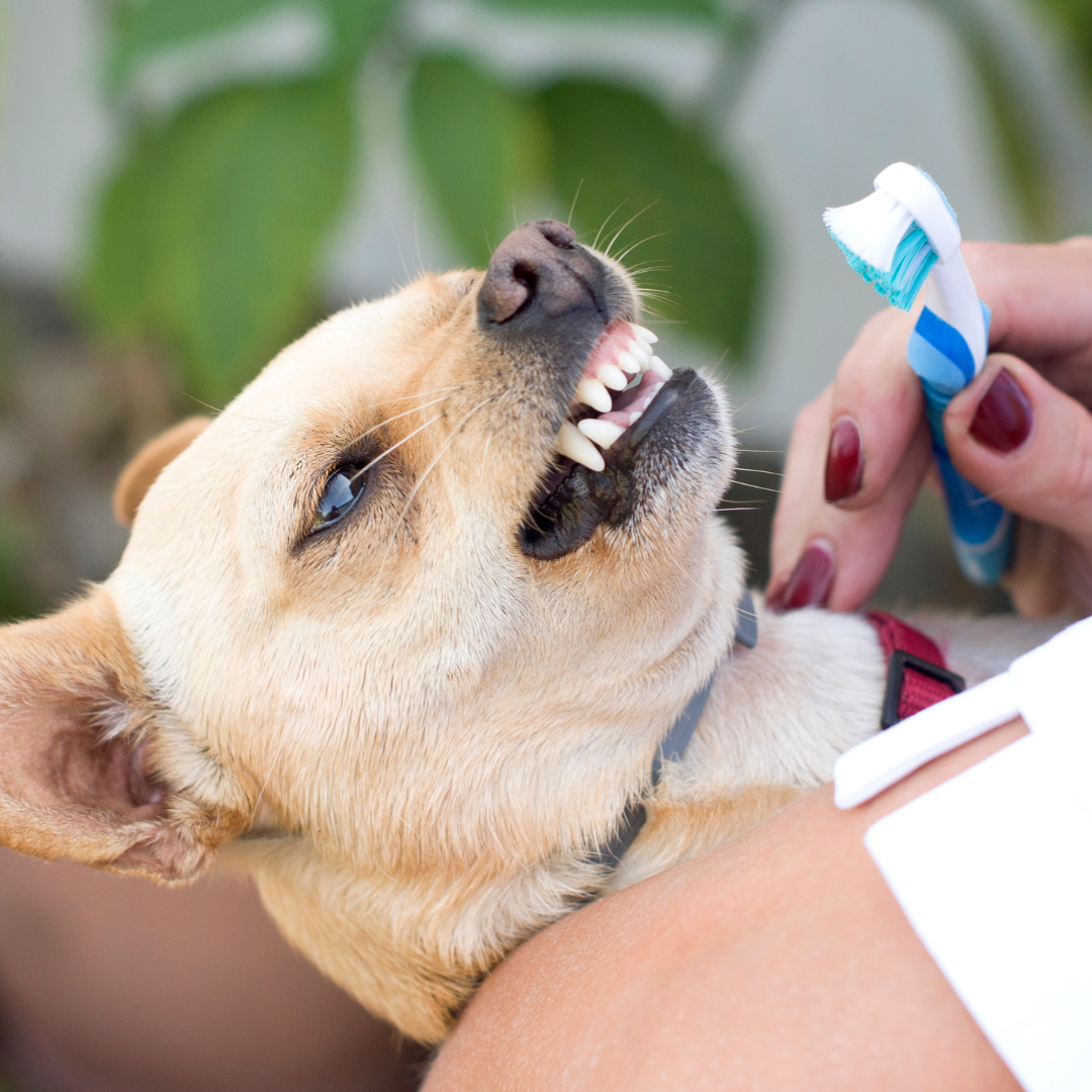 Oral Hygiene and Your Dog’s Health