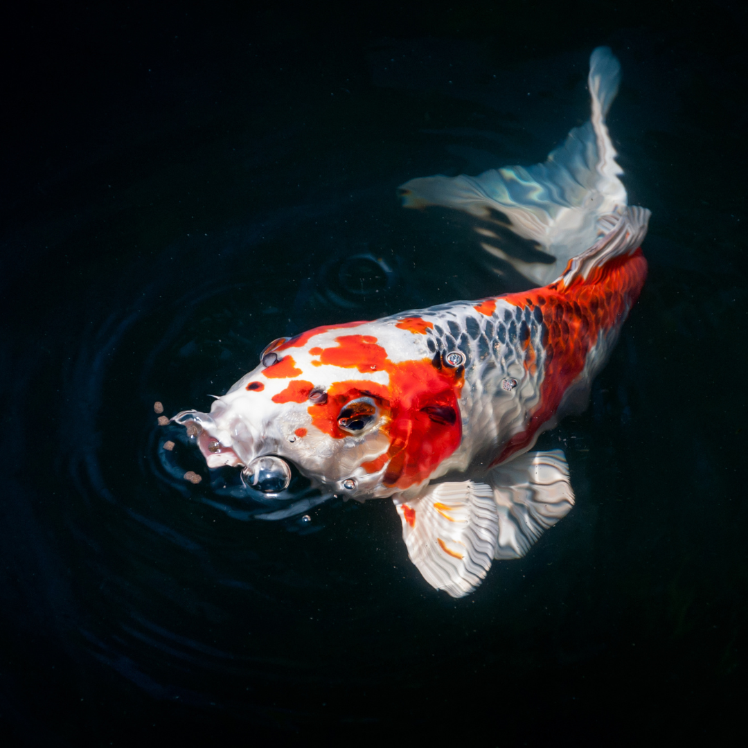 Koi Fish: Colorful Aquatic Pets