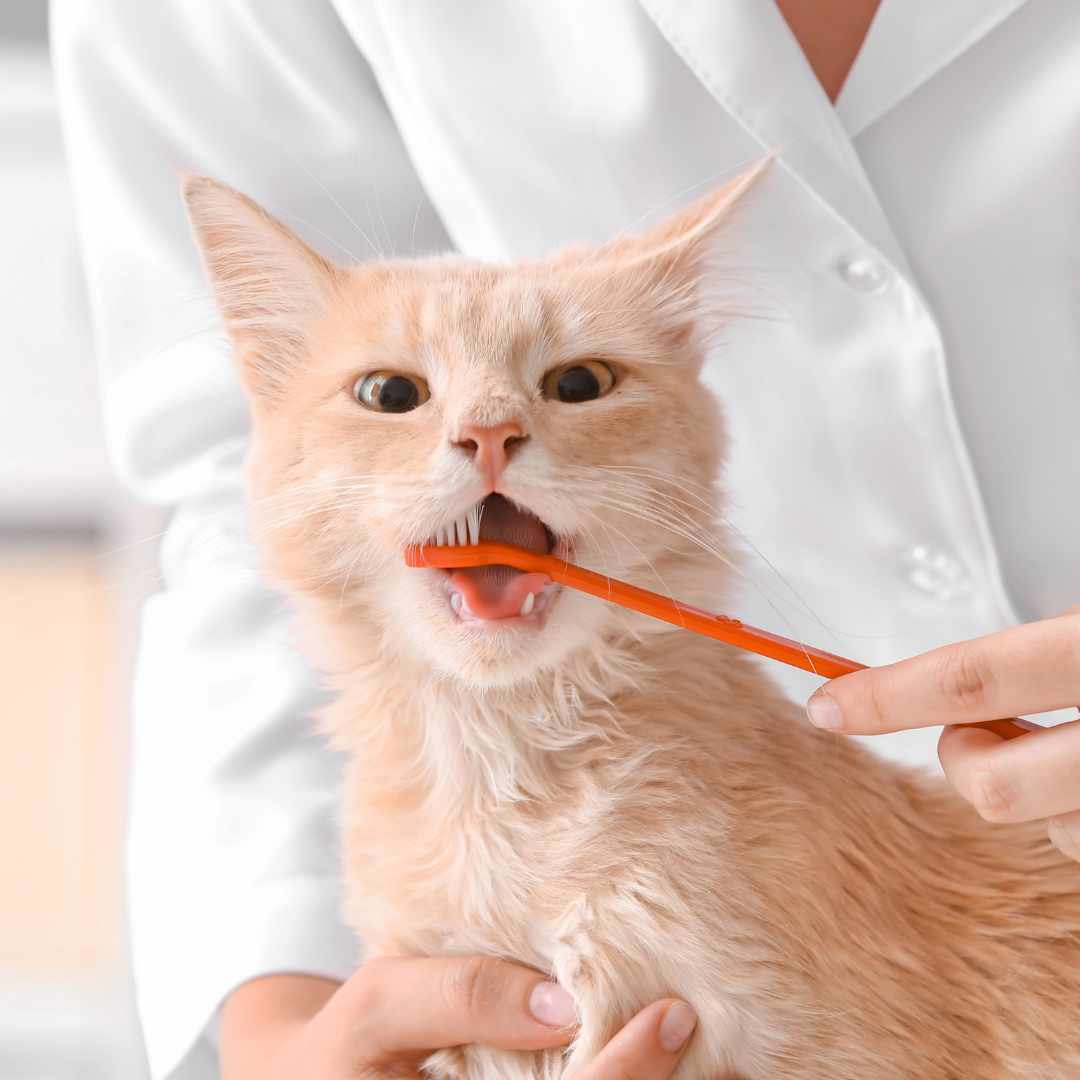 Tips for Keeping Your Cat’s Teeth Clean