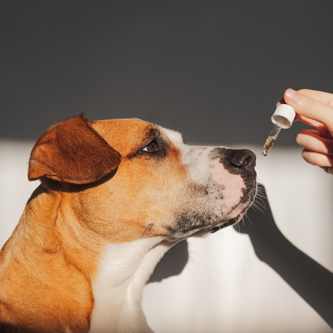 Using CBD For Your Pets: What to Consider