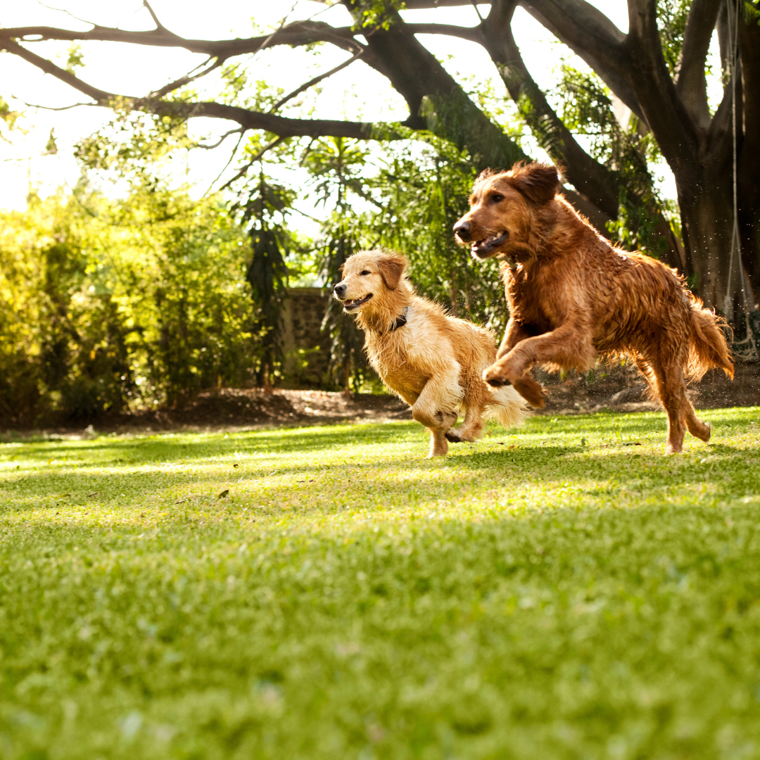 7 Fun Games To Play With Your Dog To Keep Them Entertained And Active
