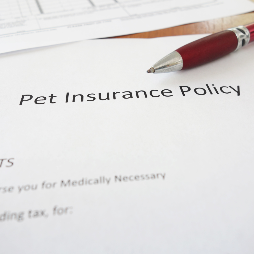 Pet Insurance Policies: 4 Things You Should Know