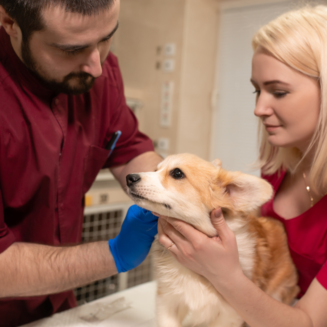 How To Make Smart Choices For Your Pet’s Health