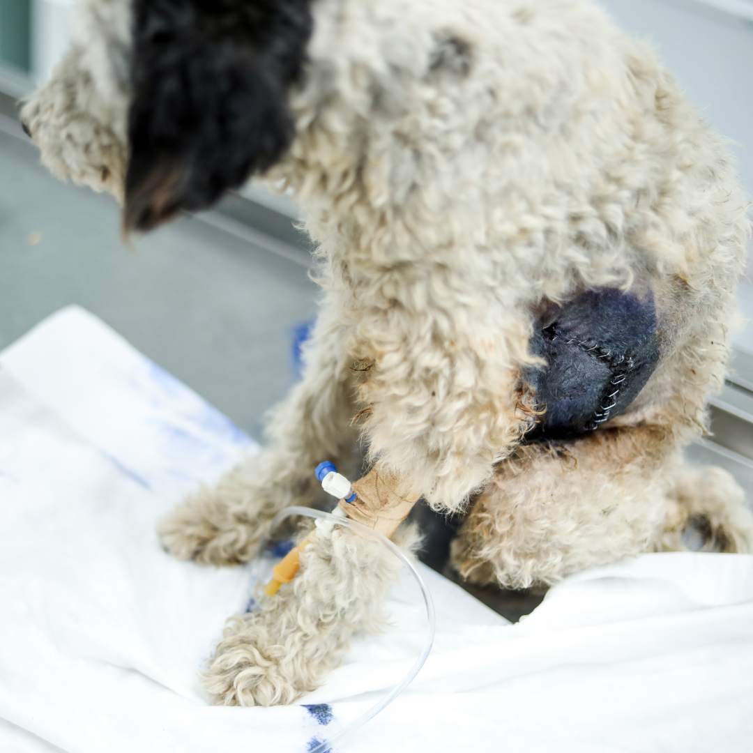 Pets’ Surgery and Aftercare: The Hard Truth