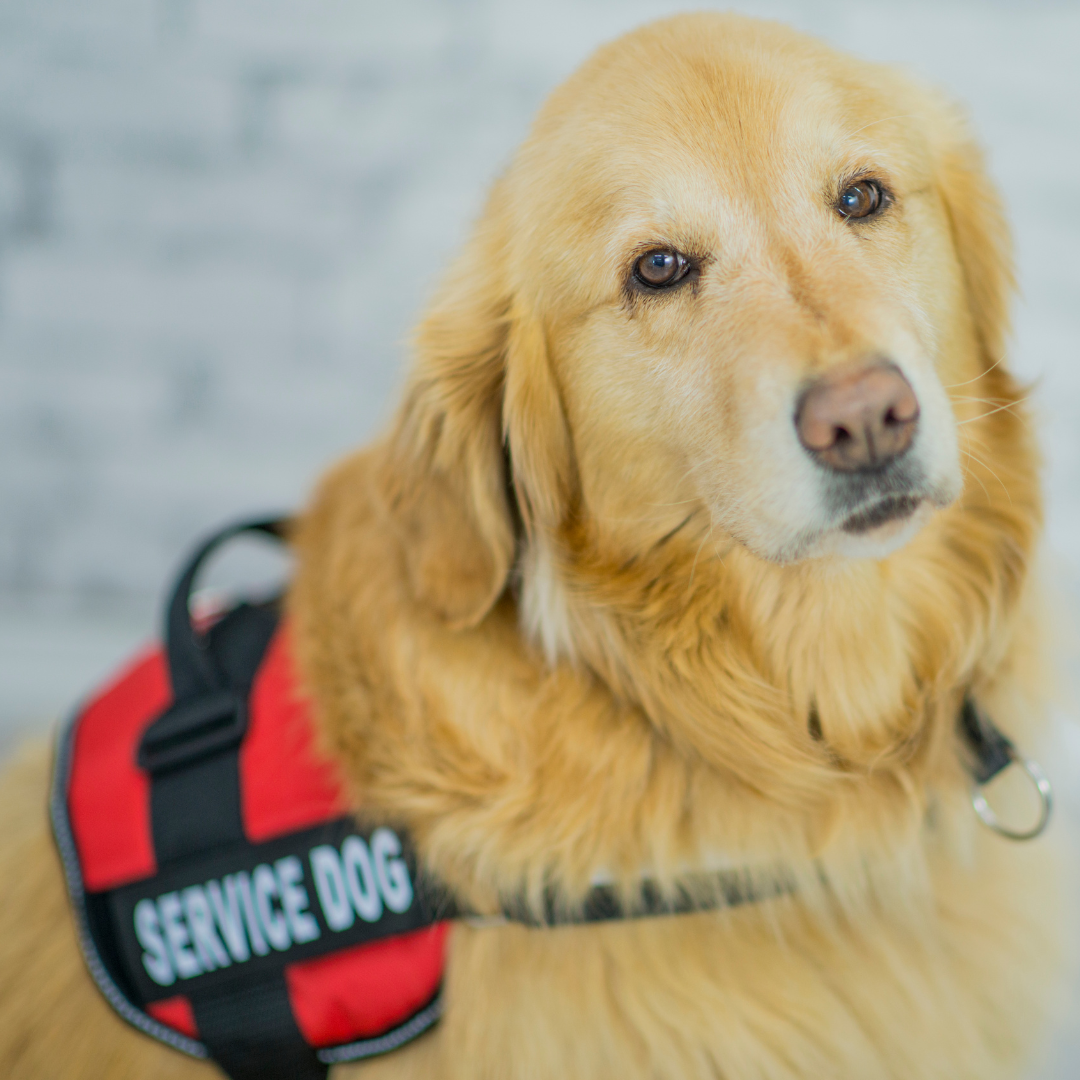 Service Dogs: The Hard Facts