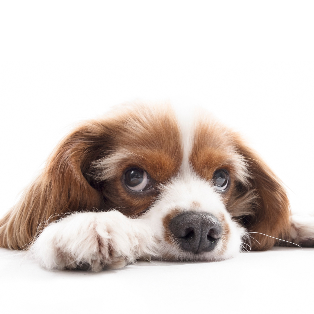Dog Separation Anxiety Training: Effective Strategies for a Calm Canine