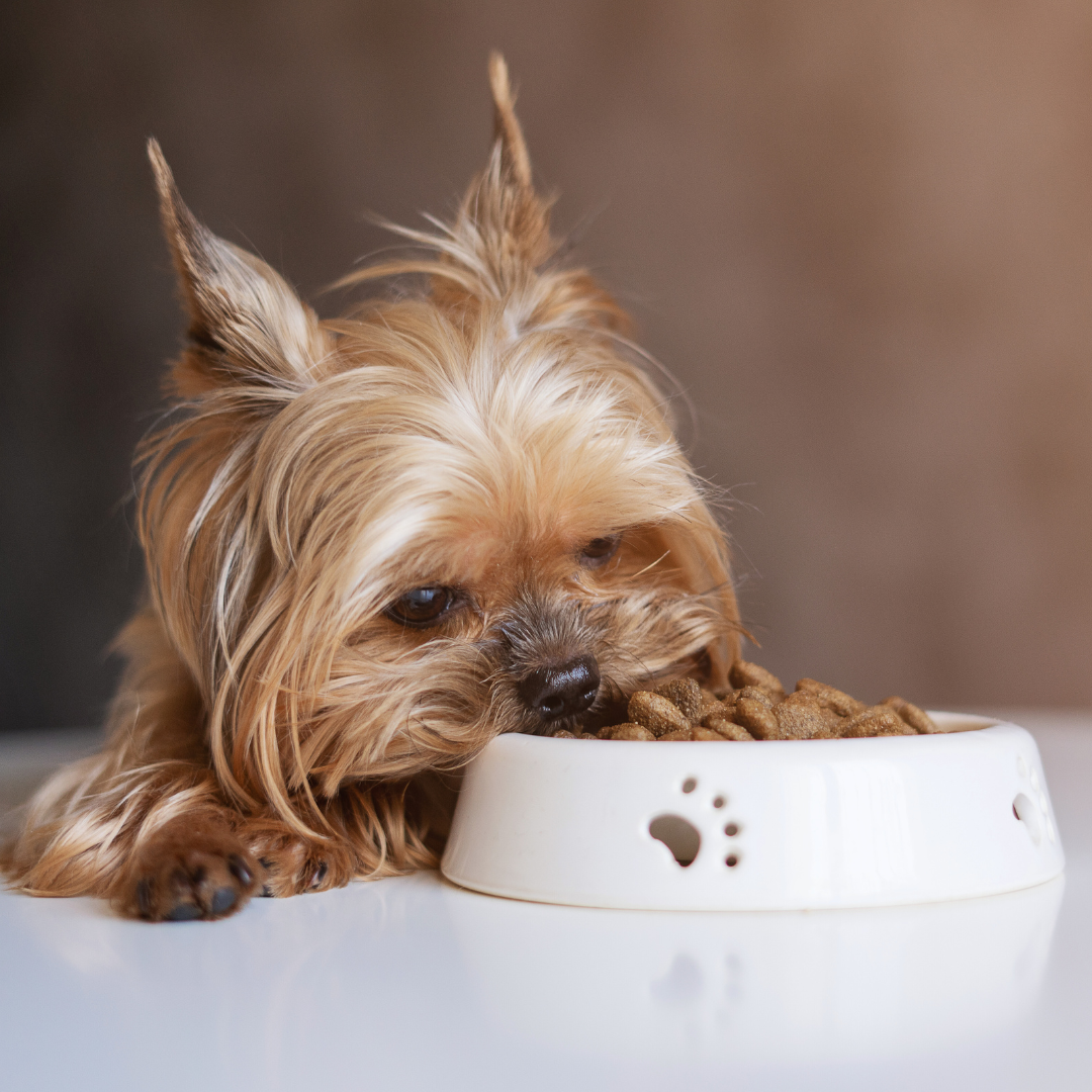 Choosing the Best Food for Your Dog’s Breed: Essential Tips for Optimal Health and Nutrition