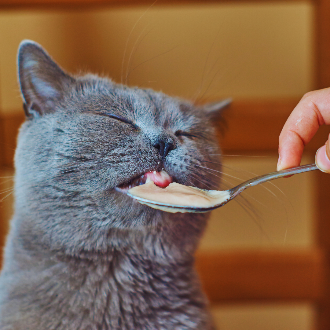 Natural Remedies for Common Pet Health Problems: Effective Solutions for Your Furry Friends