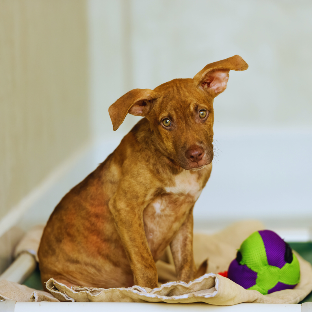 The Benefits of Adopting a Rescue Dog: How It Enriches Lives and Saves Animals