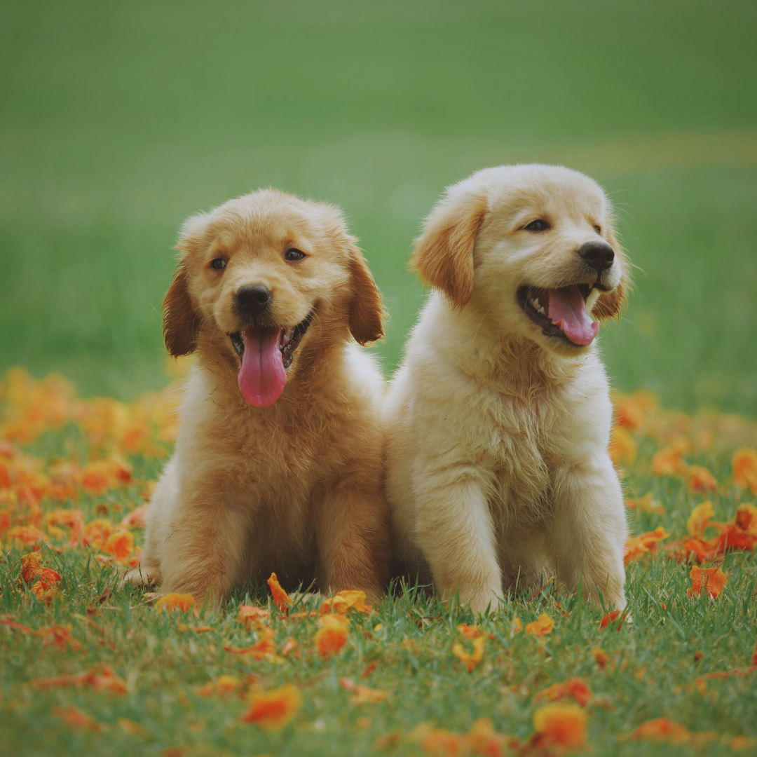 The Best Dog Breeds for Active Families: Energising Companions for an Adventurous Lifestyle