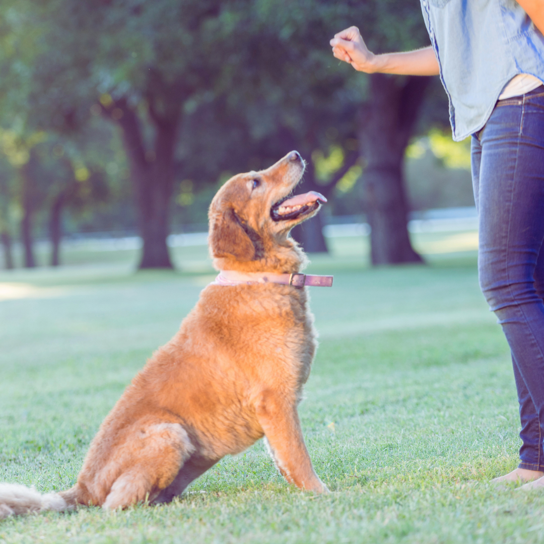 Best Dog Training Tips for Beginners to Build Lasting Behaviour and Obedience