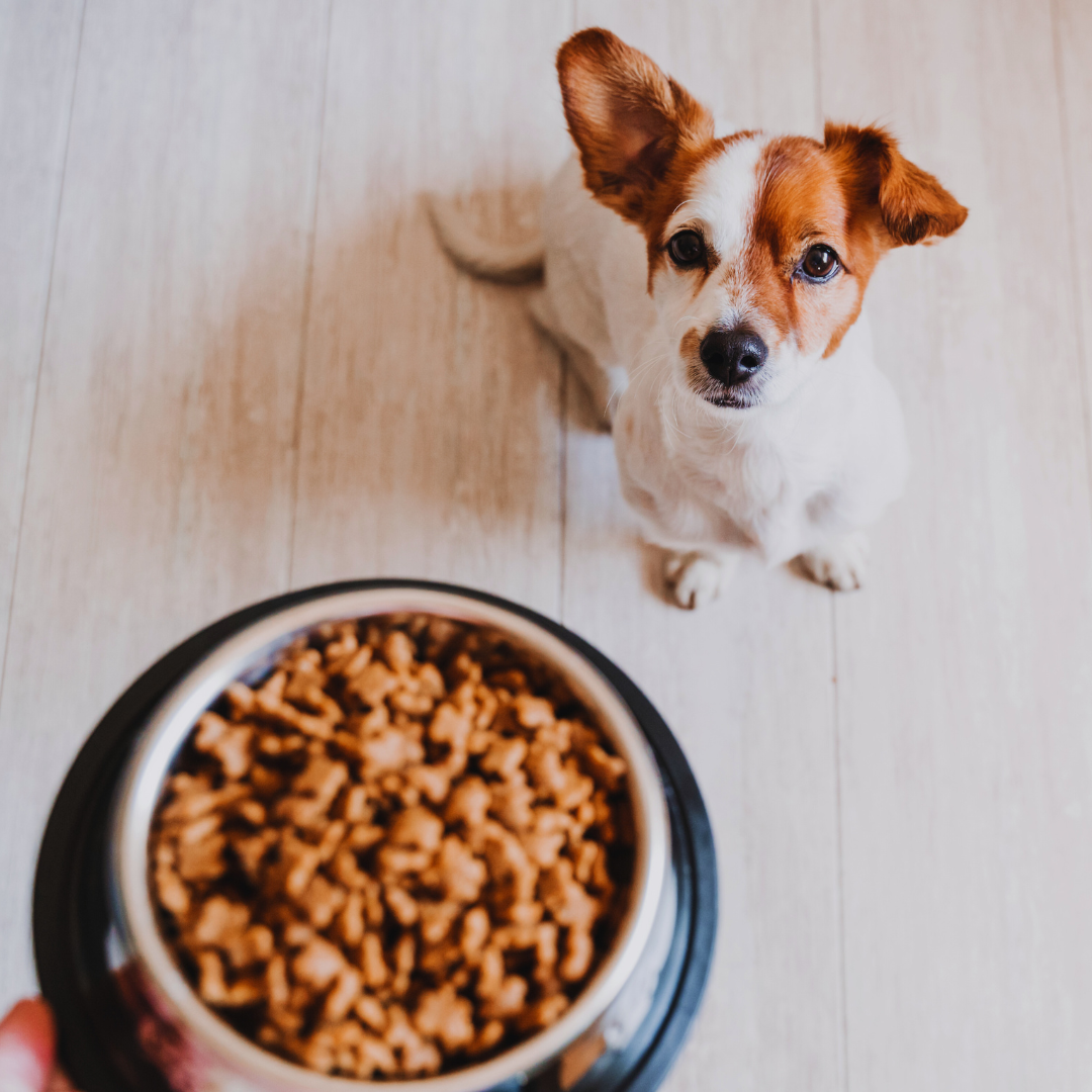 Best Healthy Dog Food Options for Optimal Nutrition and Well-Being