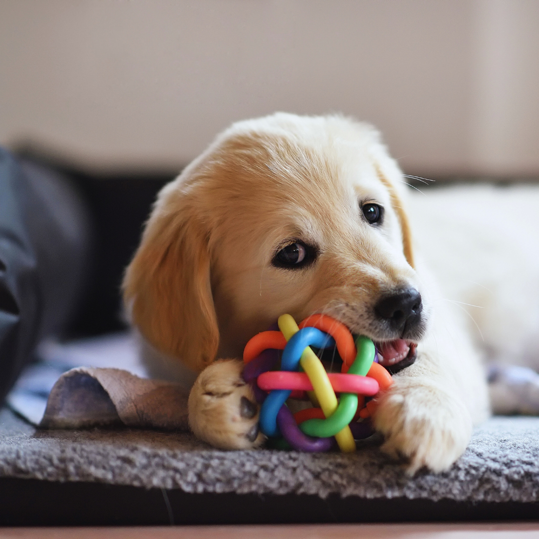 Best Tips for First-Time Dog Owners to Ensure a Happy, Healthy Pet