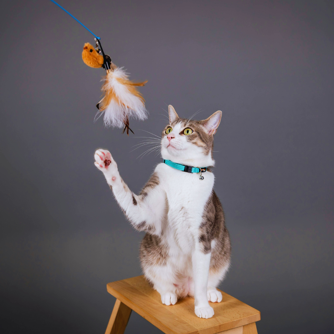 Best Toys for Indoor Cats to Keep Them Entertained and Active