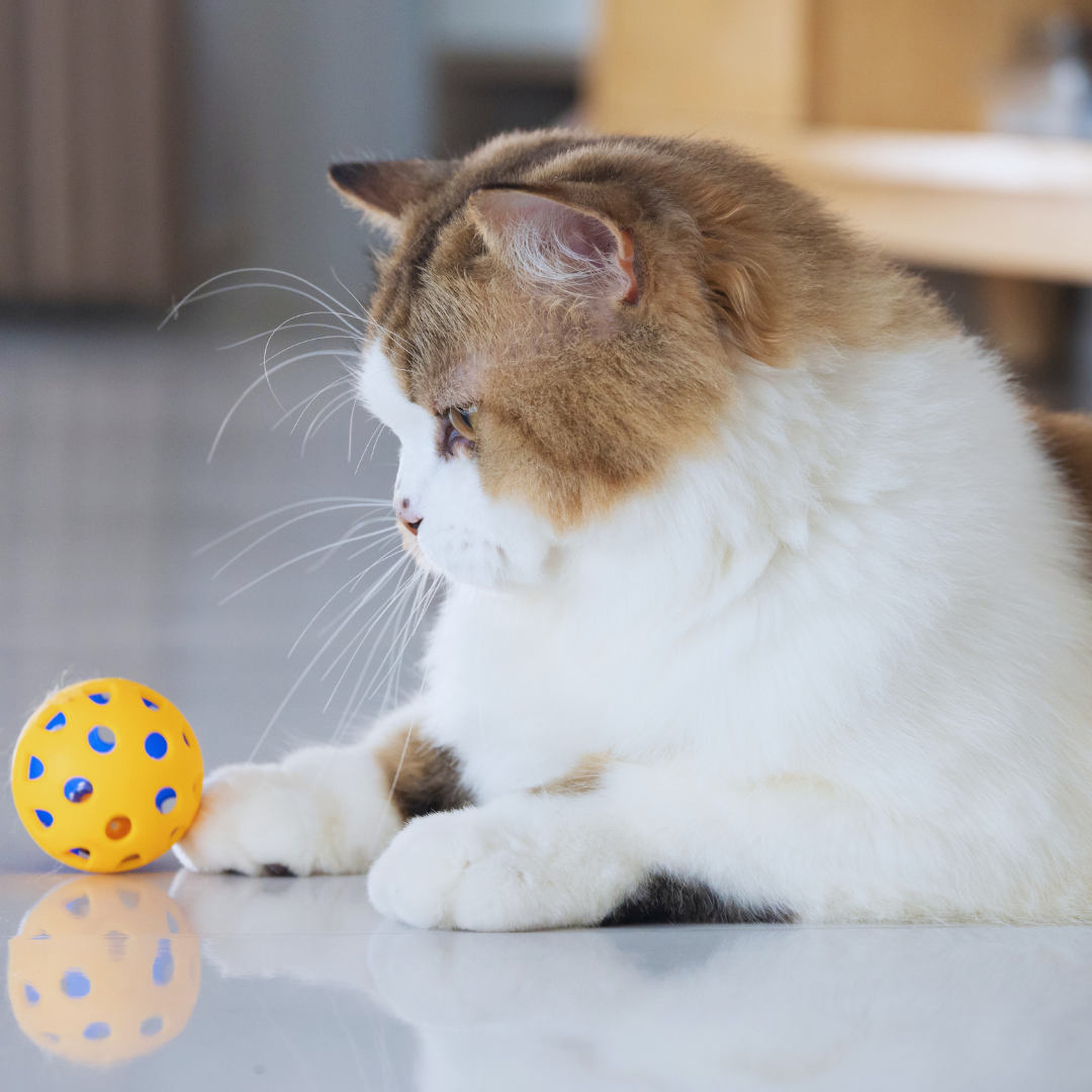 Best Ways to Keep Cats Entertained With Simple and Effective Activities
